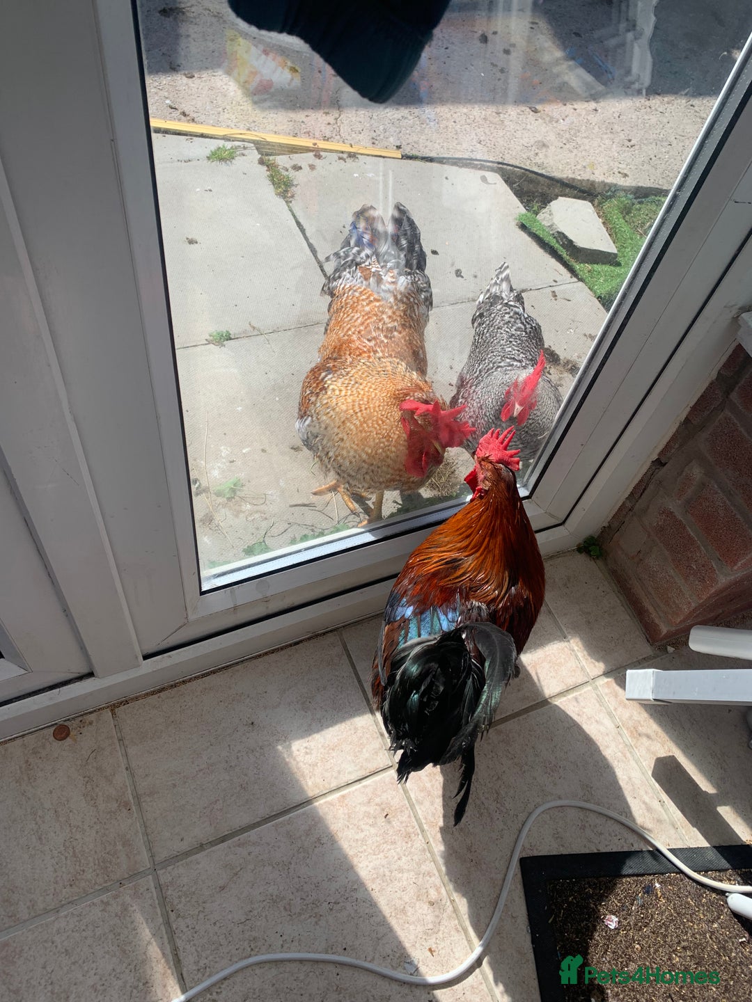 Chickens poultry for sale: 3 beautiful tame cockerels  - Image 5