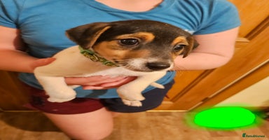 Jack Russell dogs - Advert 1