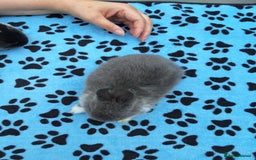 Netherland Dwarf rabbits for sale: 3 Netherland Dwarf bunnies ready 4 forever homes  - Image 18