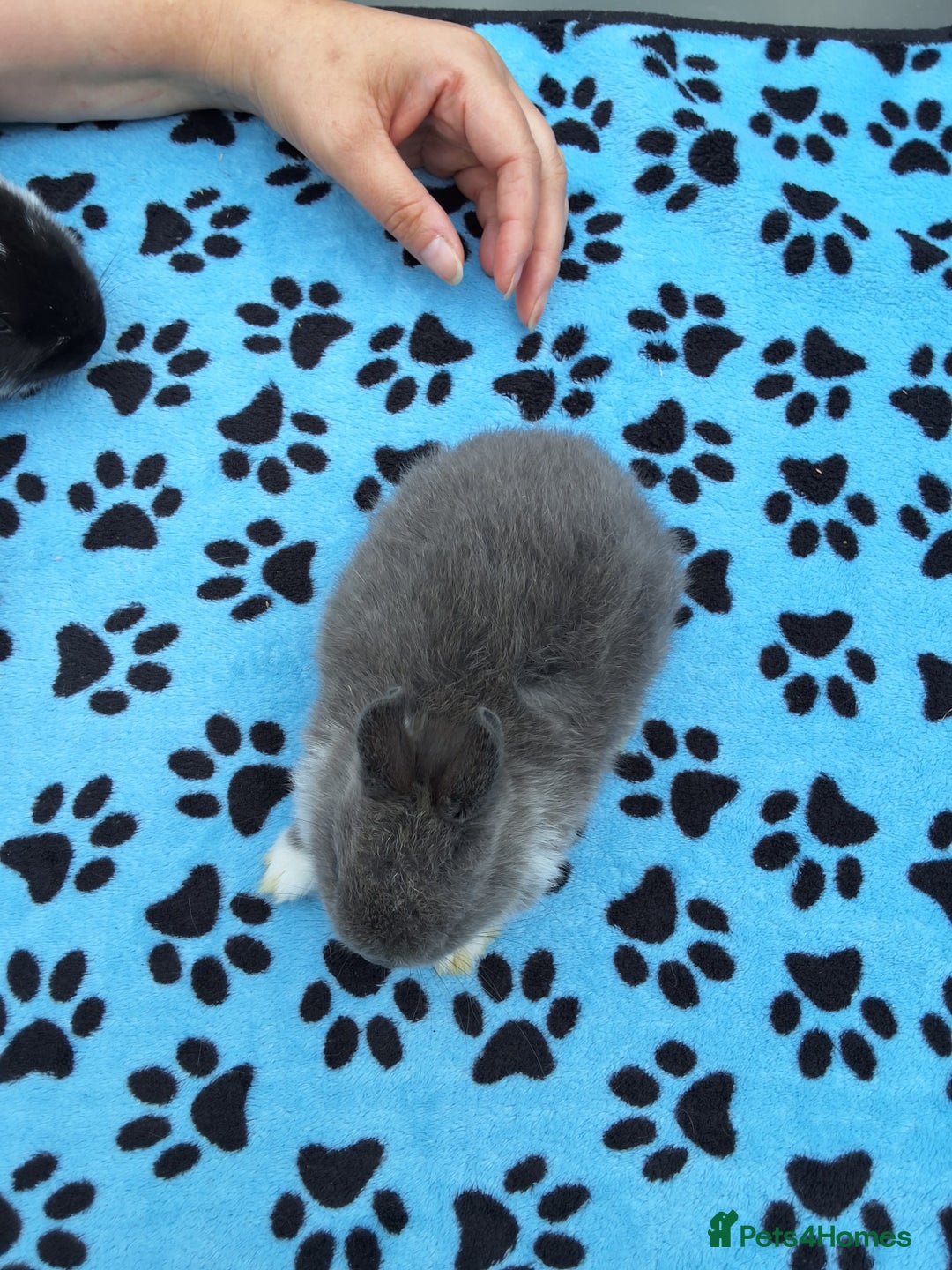 Netherland Dwarf rabbits for sale: 3 Netherland Dwarf bunnies ready 4 forever homes  - Image 18