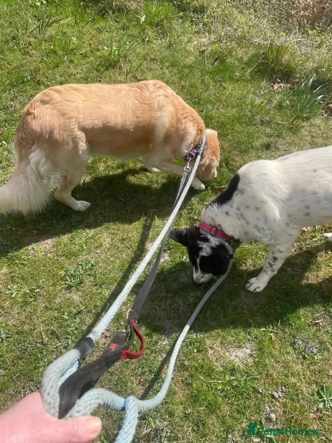 Mixed Breed dogs for adoption: Meet Honey,  currently residing in Guilford  in Guildford - Advert 12