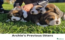 Beagle dogs for stud: Archie - Quality Proven KC Stud Dog in Plymouth - Image 9