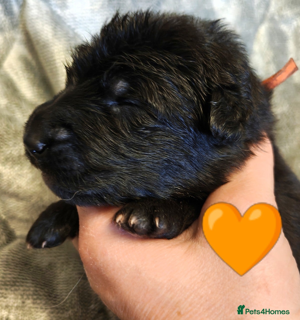 German Shepherd dogs for sale: Beautiful top quality long haired German shepherds - Advert 2