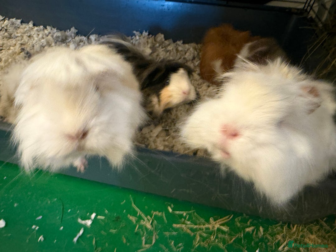 Guinea Pig rodents for sale: Long haired Peruvian Guinea Pigs - Image 7