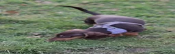 Miniature Dachshund dogs for sale: Miniture dachshund puppies  - Advert 6