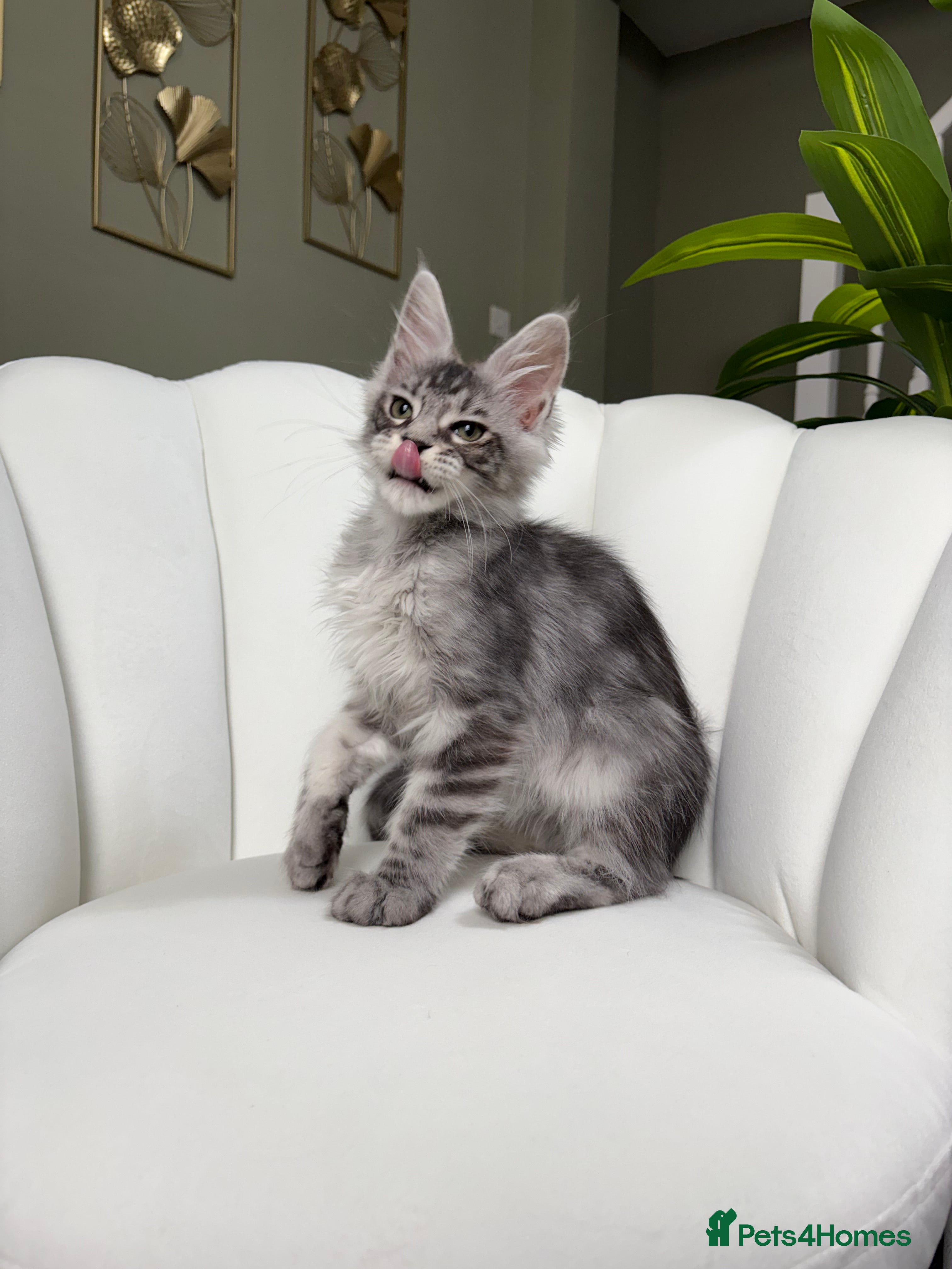 Maine Coon cats TICA Maine Coon Kittens Ready for New Homes 🐾 - Advert 2