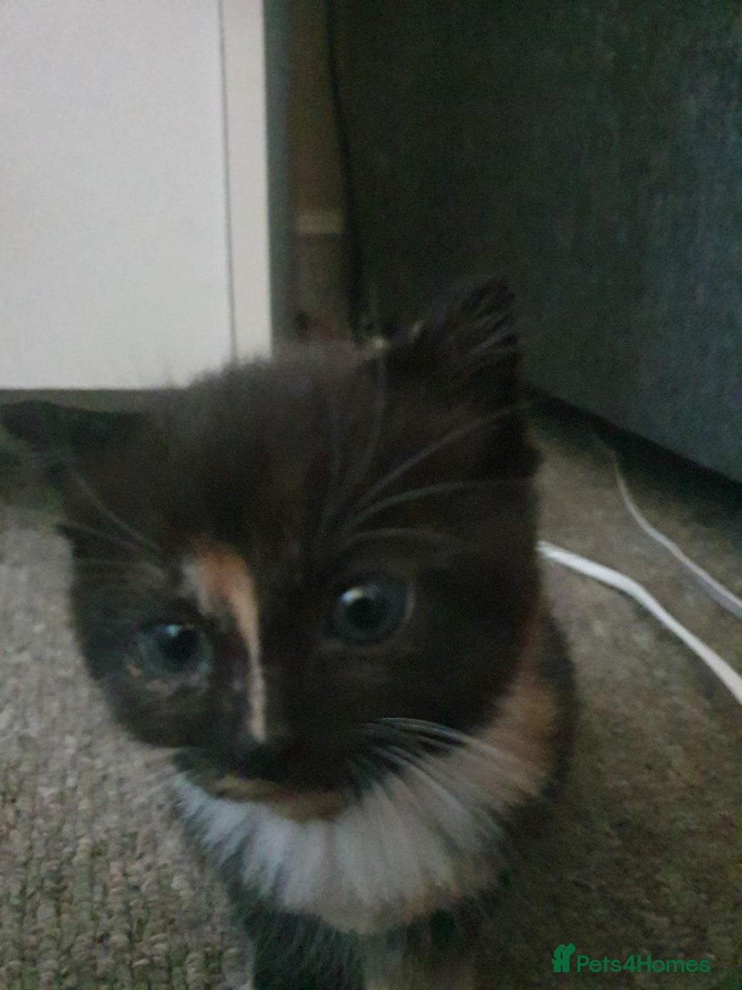 Mixed Breed cats for sale: Ragdoll cross kittens in Hereford - Image 16