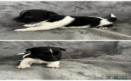 Jack Russell dogs for sale: 7 jack Russel puppies  - Image 6