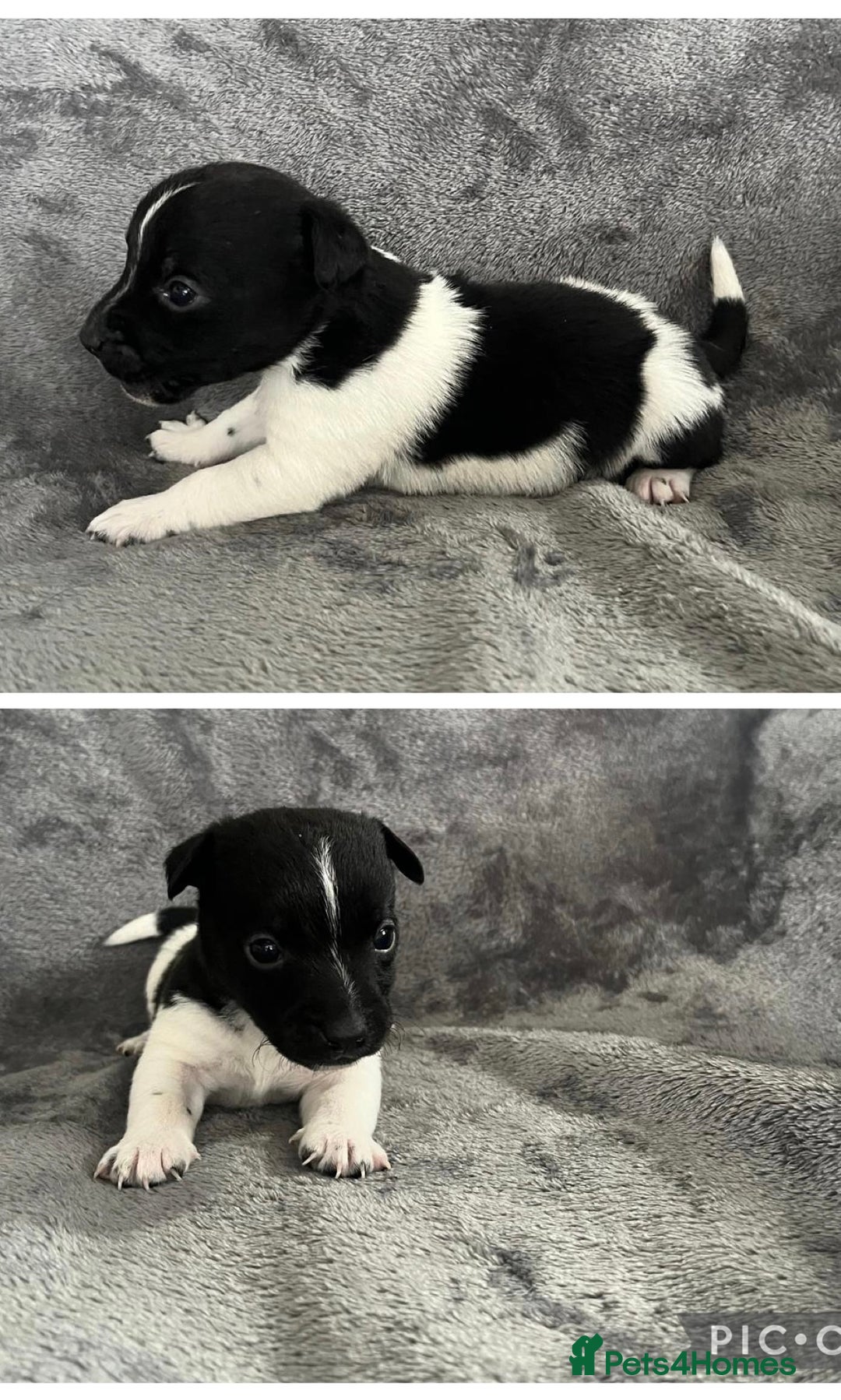 Jack Russell dogs for sale: 7 jack Russel puppies  - Image 6