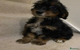 Cockapoo dogs for sale: F1 cockapoo PRA hereditary clear  - Image 8