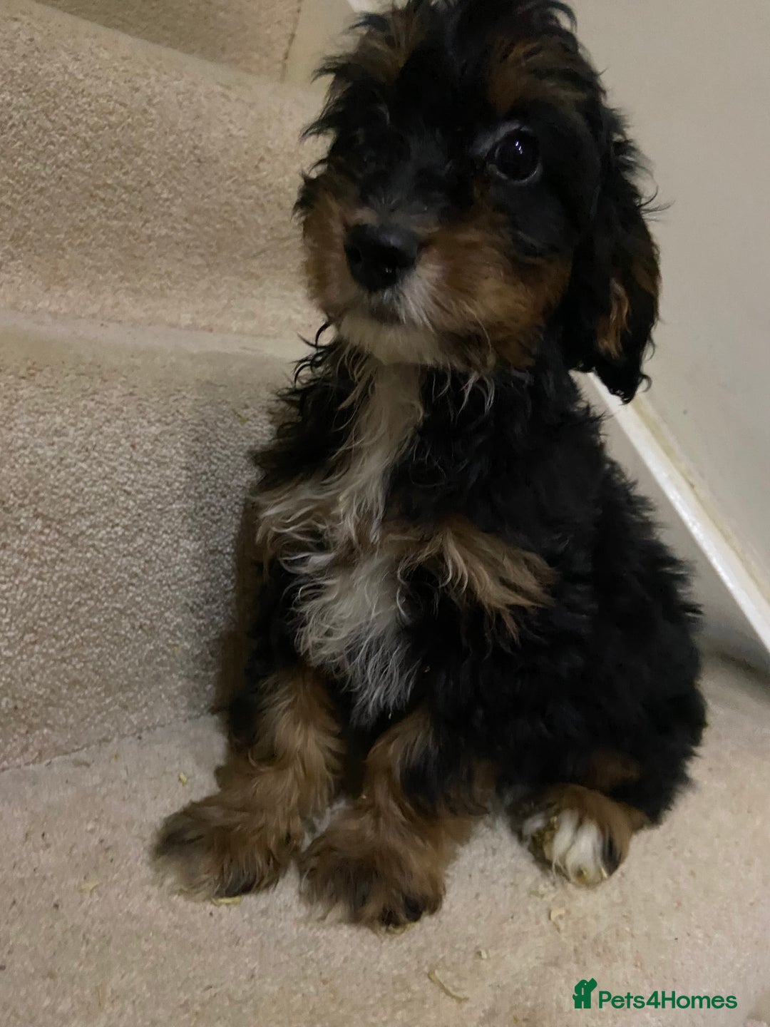 Cockapoo dogs for sale: F1 cockapoo PRA hereditary clear  - Image 8