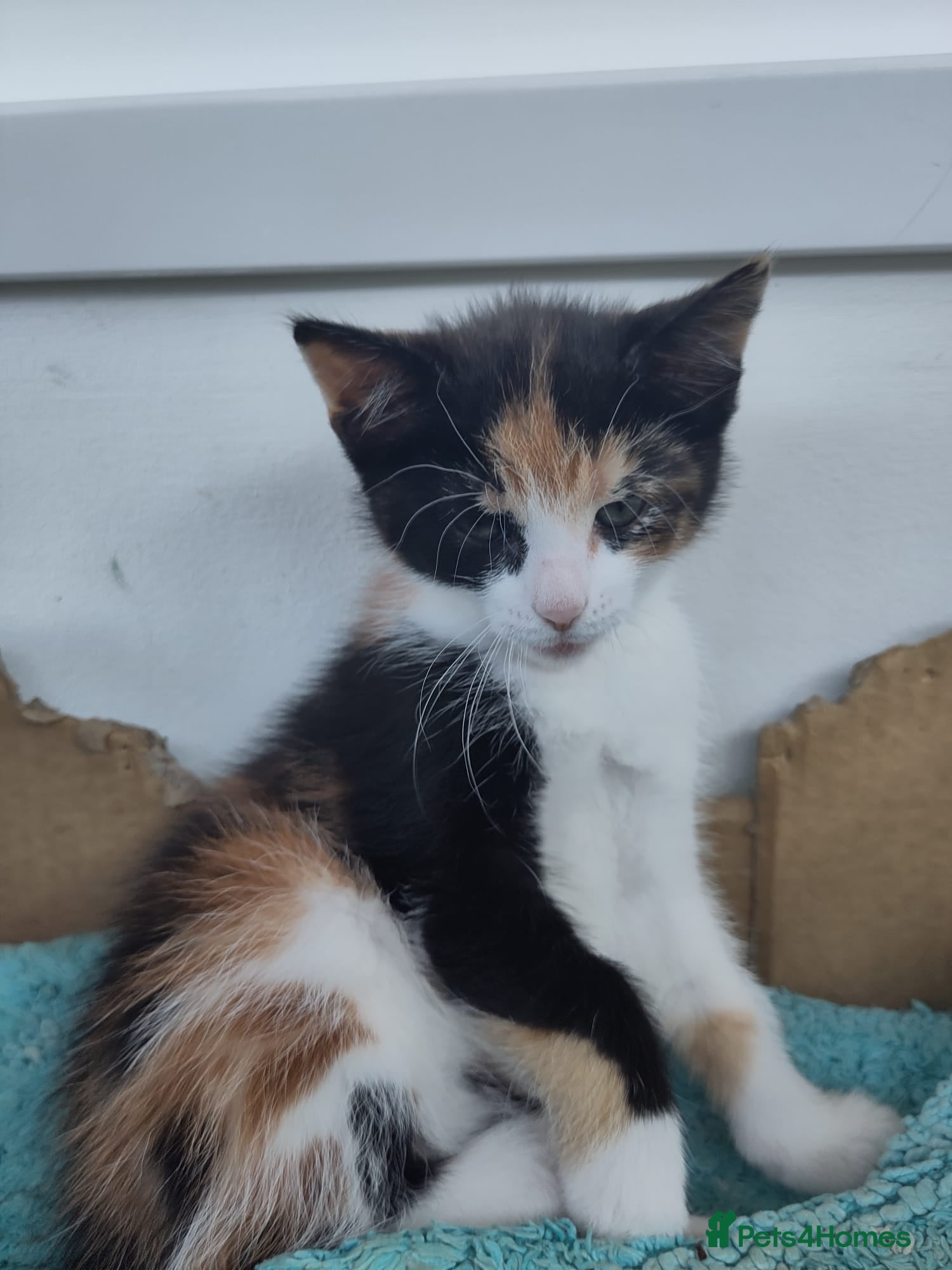 Mixed Breed Kitten 2