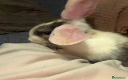Mixed Breed rabbits for sale: Rabbit - Image 5