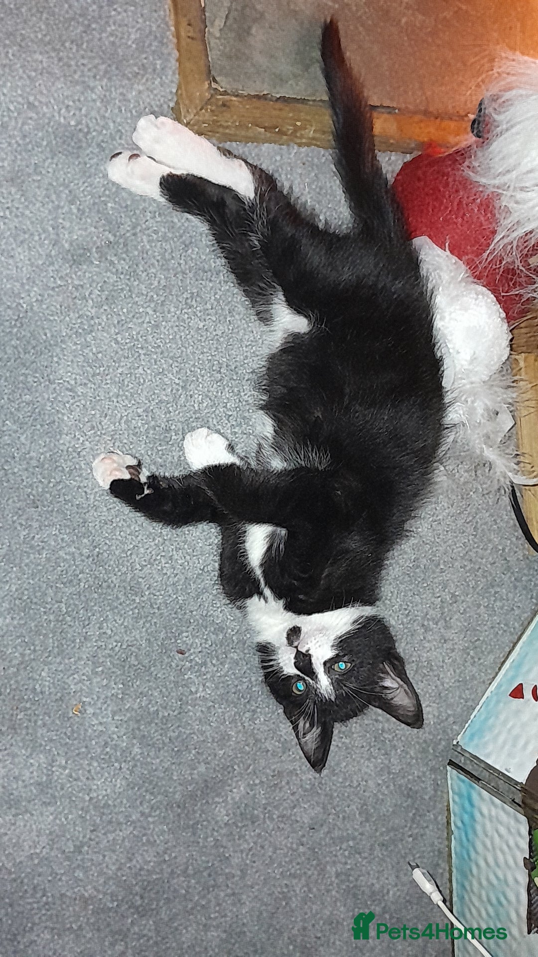 Mixed Breed cats for sale: Male kittens - Advert 2