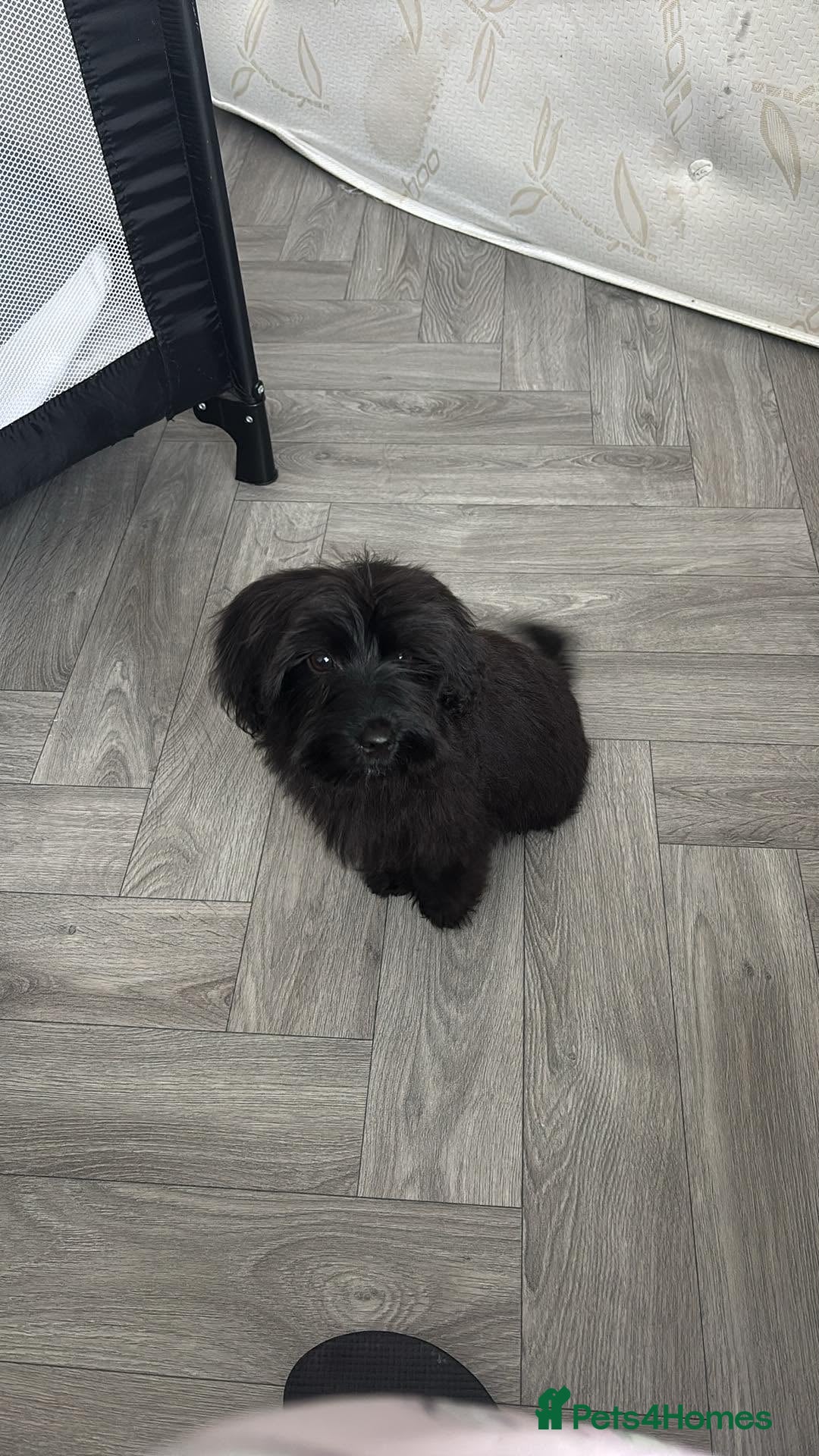 Yorkiepoo dogs Yorkie poo, microchipped vaccined with paperwork - Advert 1