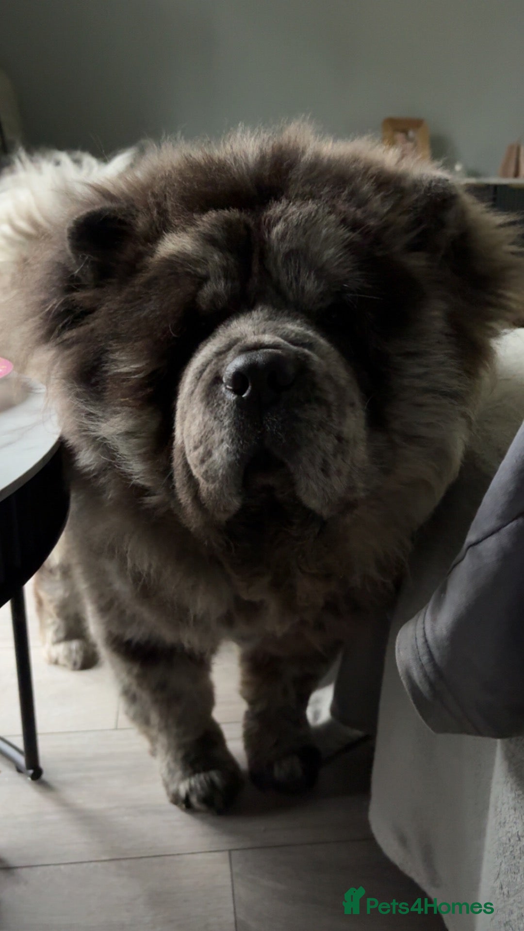 Chow Chow dogs Blue merle male chow chow - Advert 2