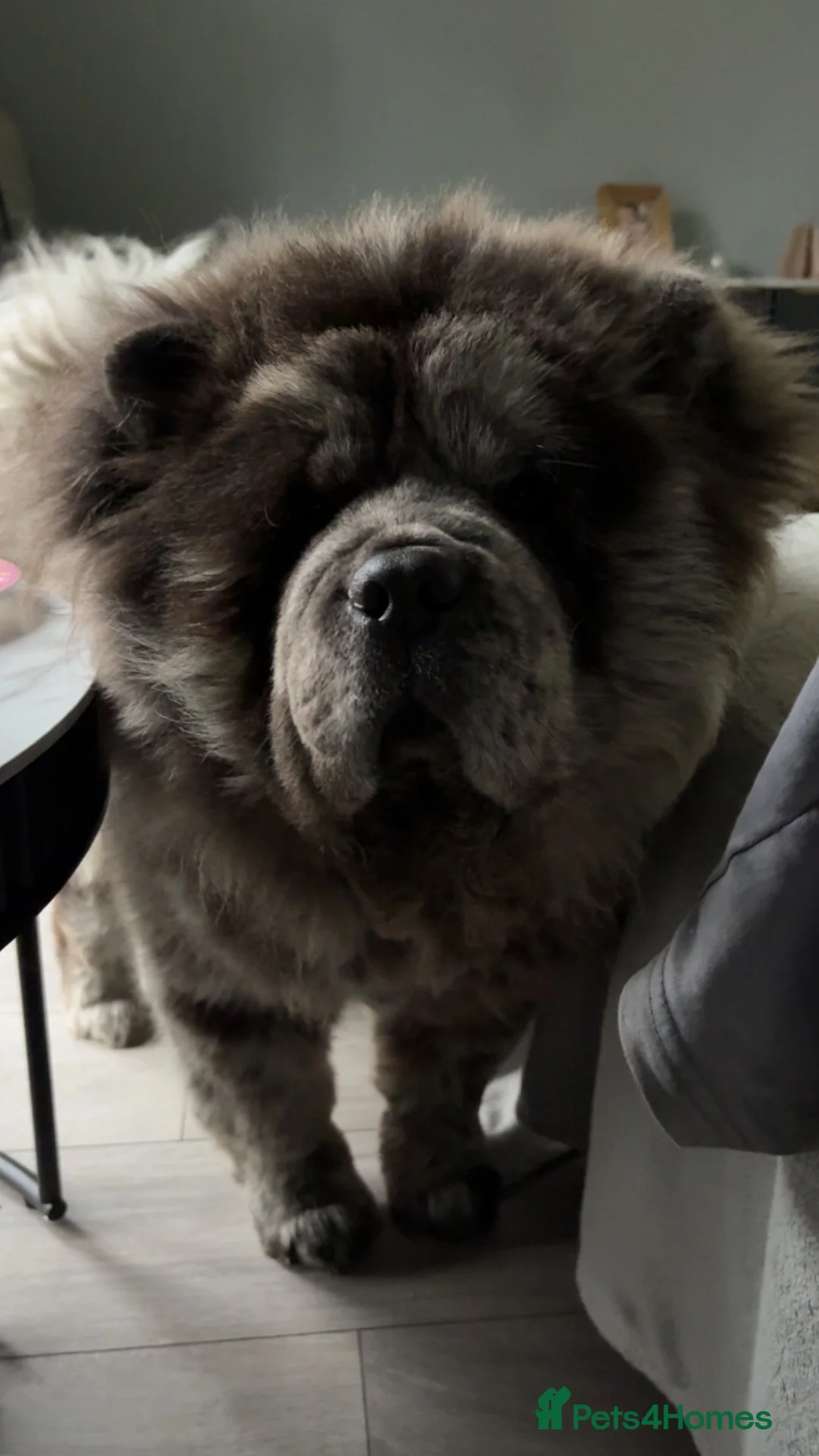 Chow Chow dogs for sale: Blue merle male chow chow in Peterlee - Advert 1