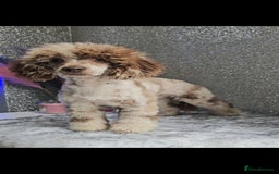 Miniature Poodle dogs for stud: Chocolate merle miniature poodle stud - Image 2
