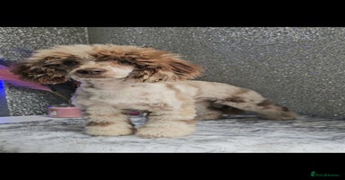 Miniature Poodle dogs - Advert 13