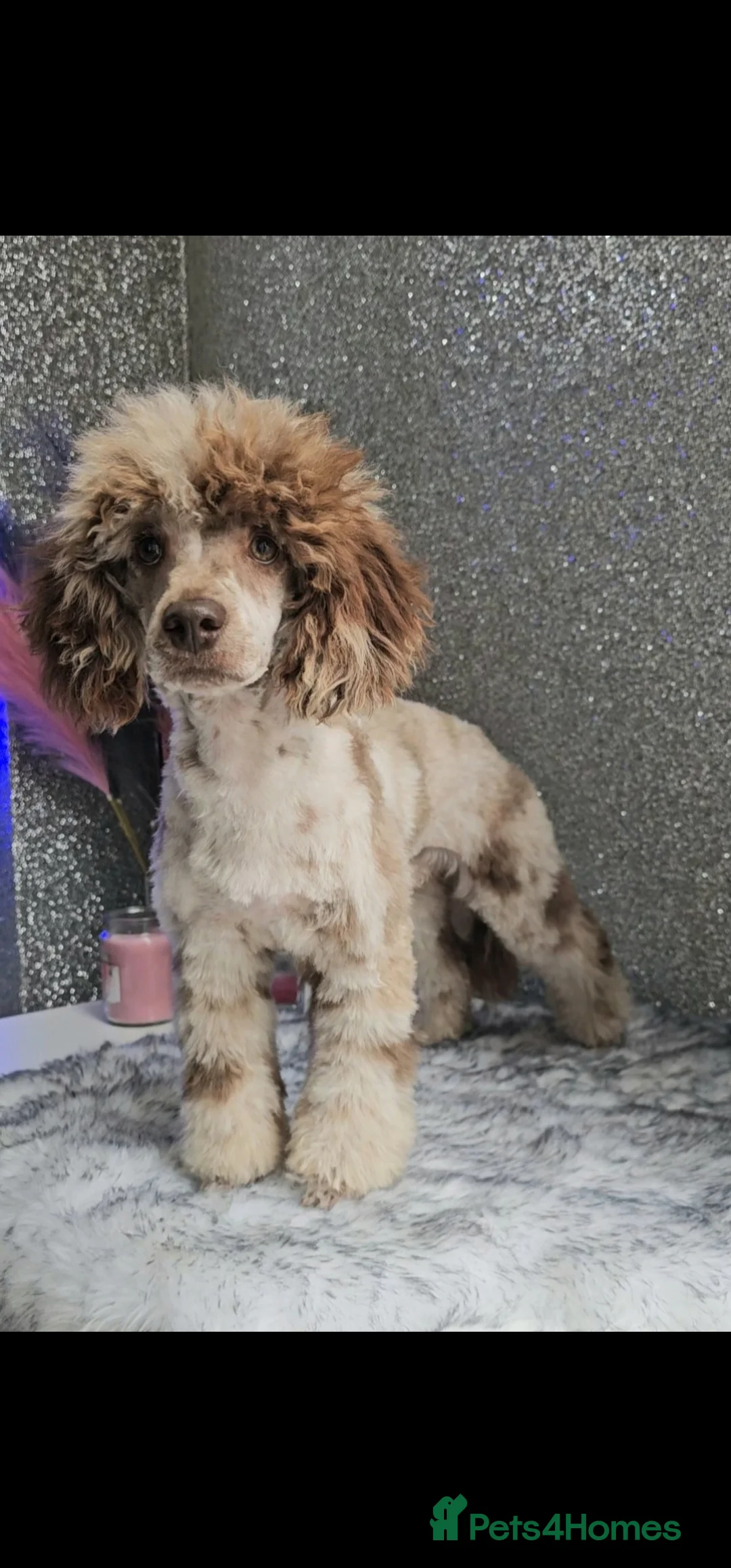 Miniature Poodle dogs for stud: Chocolate merle miniature poodle stud - Advert 3