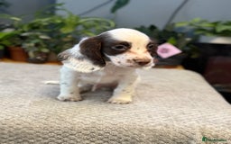 Cocker Spaniel dogs for sale: Four beautiful *working* cocker spaniel puppies - Advert 3
