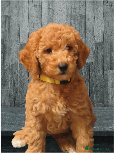 Cockapoo dogs Beautiful DNA Health tested Cockapoos - Advert 15