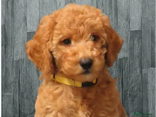 Cockapoo dogs Beautiful DNA Health tested Cockapoos - Advert 1