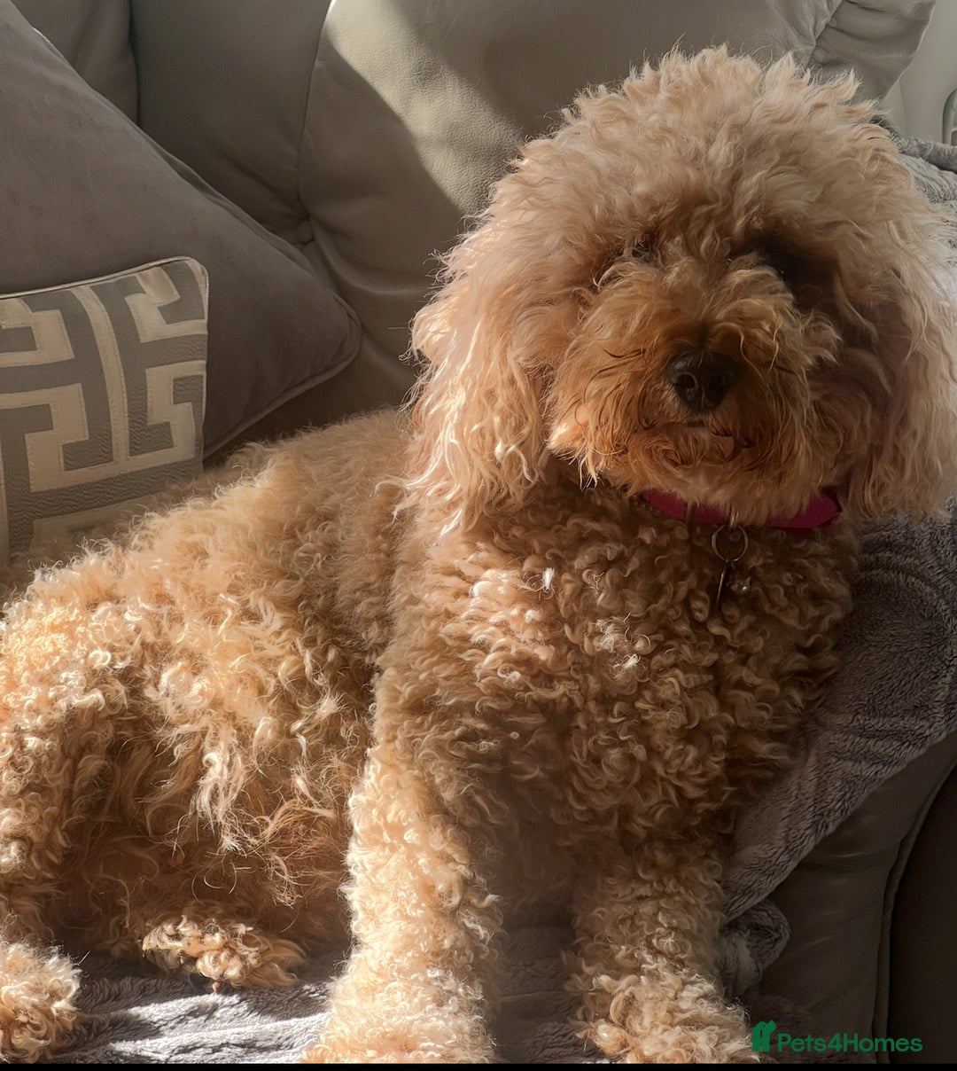 Mixed Breed dogs for sale: 🐾🐶Adorable and very cute Cavaschnauzer 🐶🐾 - Image 27