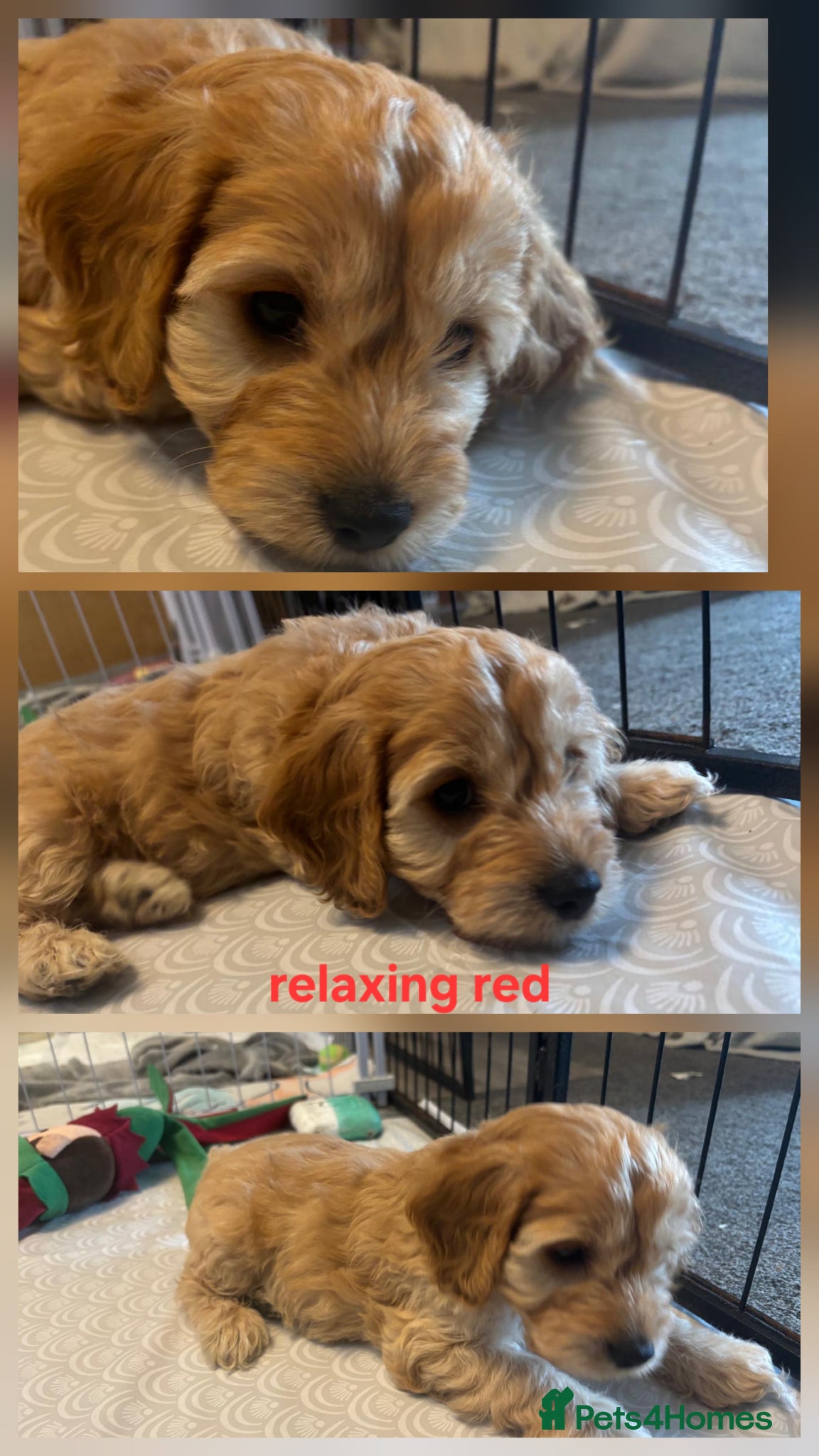 Cockapoo dogs 6 stunning cockerpoo only 2 boys 2 girls left - Advert 2