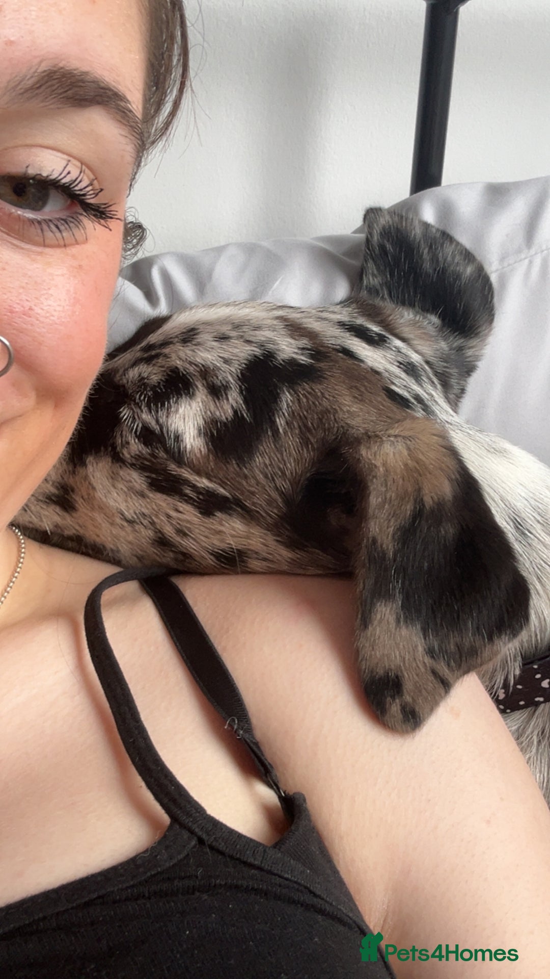 Mixed Breed dogs for sale: Border collie x Labrador Puppy  - Image 7