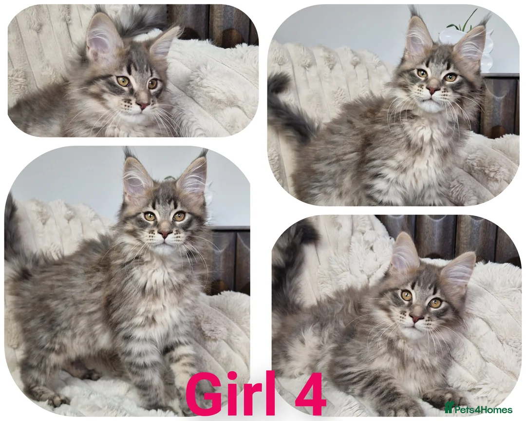 Maine Coon cats for sale:  TICA registered maine coon kittens - Advert 9