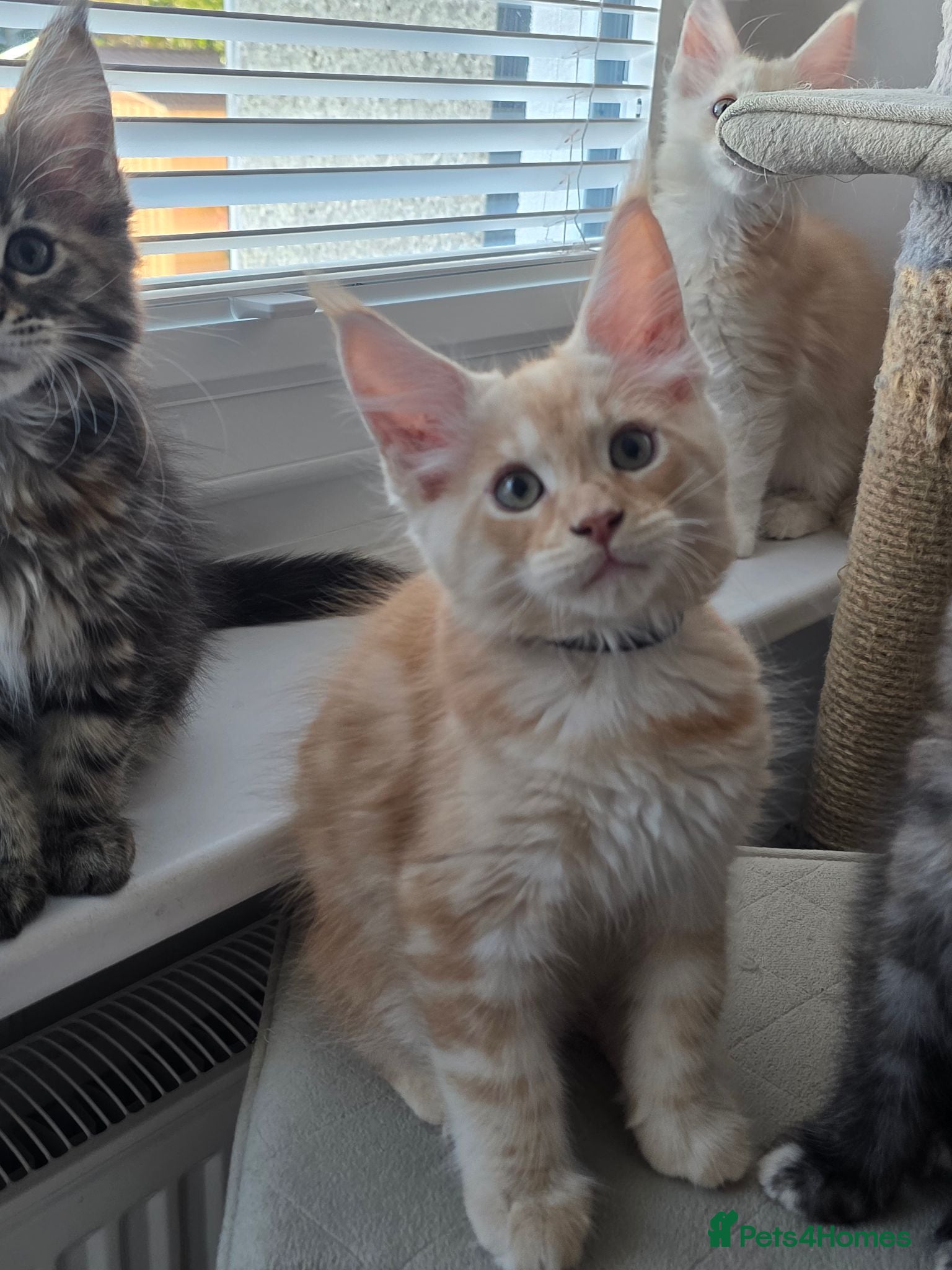 Maine Coon cats TICA Registered Maine Coon Kittens–Russian Line🐾 - Advert 2
