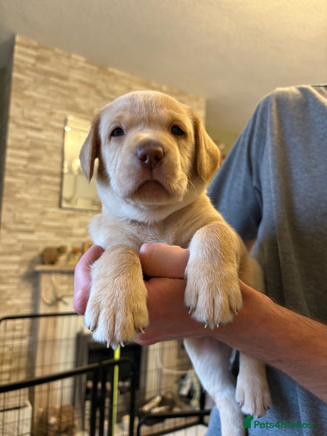 Labrador Retriever dogs for sale: KC Registered Lab pups ready for reserving - Image 15