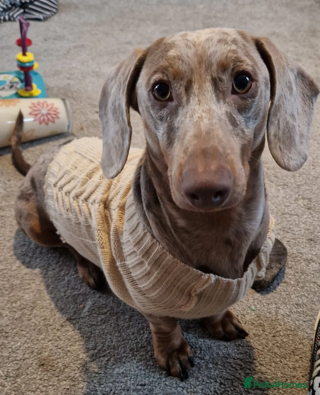 Dachshund dogs for stud: Proven Isabella Dapple daschund for stud in Wolverhampton - Advert 5