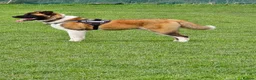 Akita dogs for sale: For sale 2 nearly 3 year old akita. - Advert 3