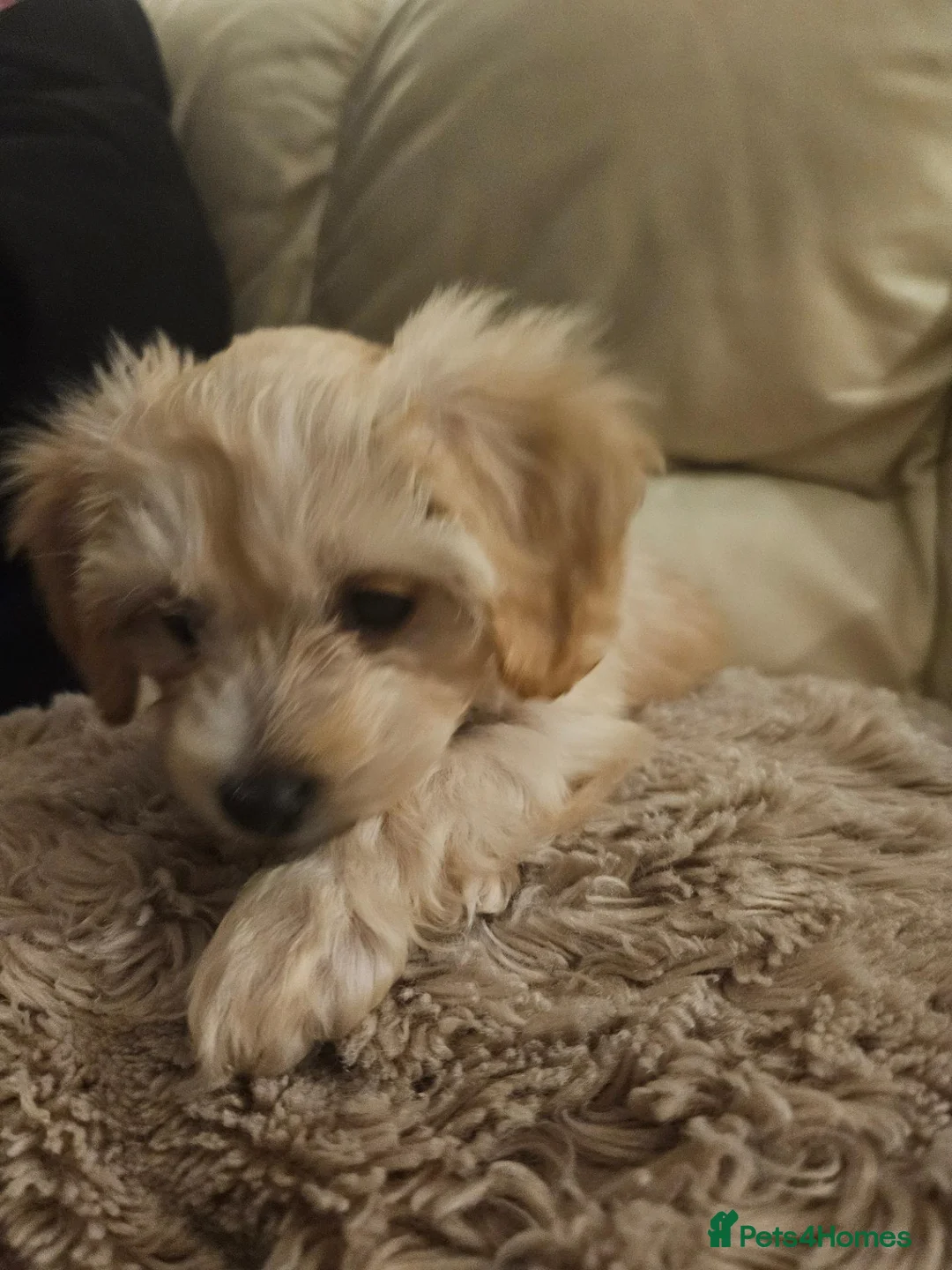 Cockapoo dogs for sale: F1 champagne cockerpoo 12 weeks old in Sheffield - Advert 7