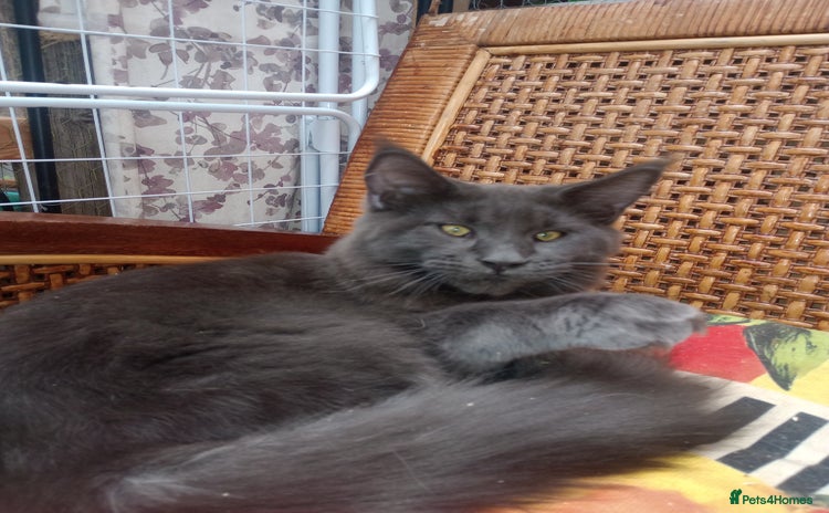 Maine Coon cats in Barnsley - Advert 9