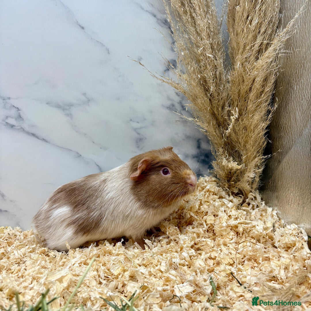 Guinea Pig rodents for sale: Multiple Baby Girls available 💗  - Image 5