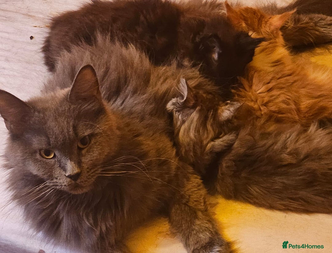 Maine Coon cats for sale: Maine Coons Kittens,  *1 polydactil available* - Advert 19