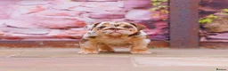 English Bulldog dogs for sale: Top Tier English Bulldogs READY NOW!! - Advert 5
