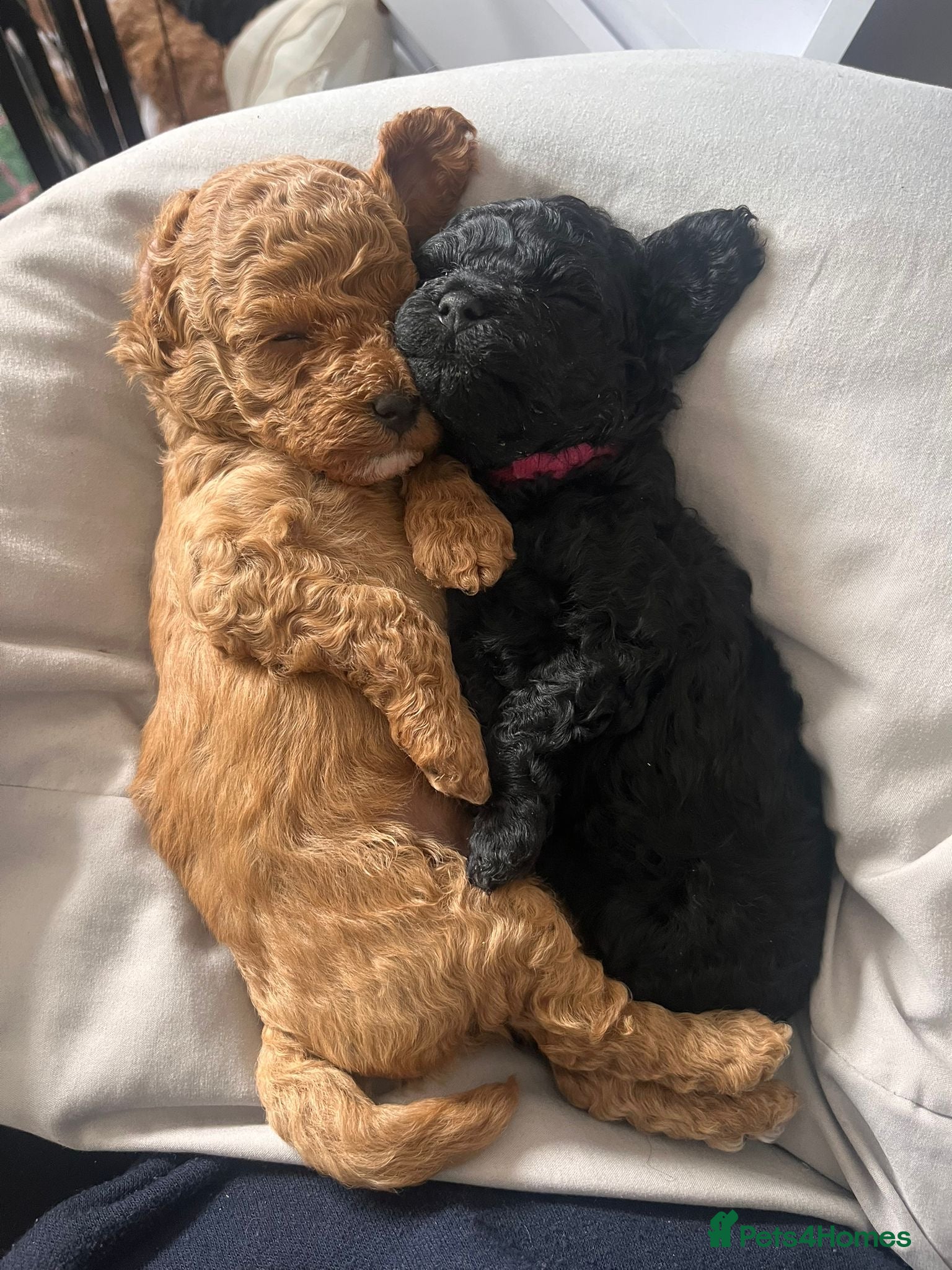 Maltipoo dogs Beautiful F1b Toy Maltipoo Puppies For Sale - Advert 2
