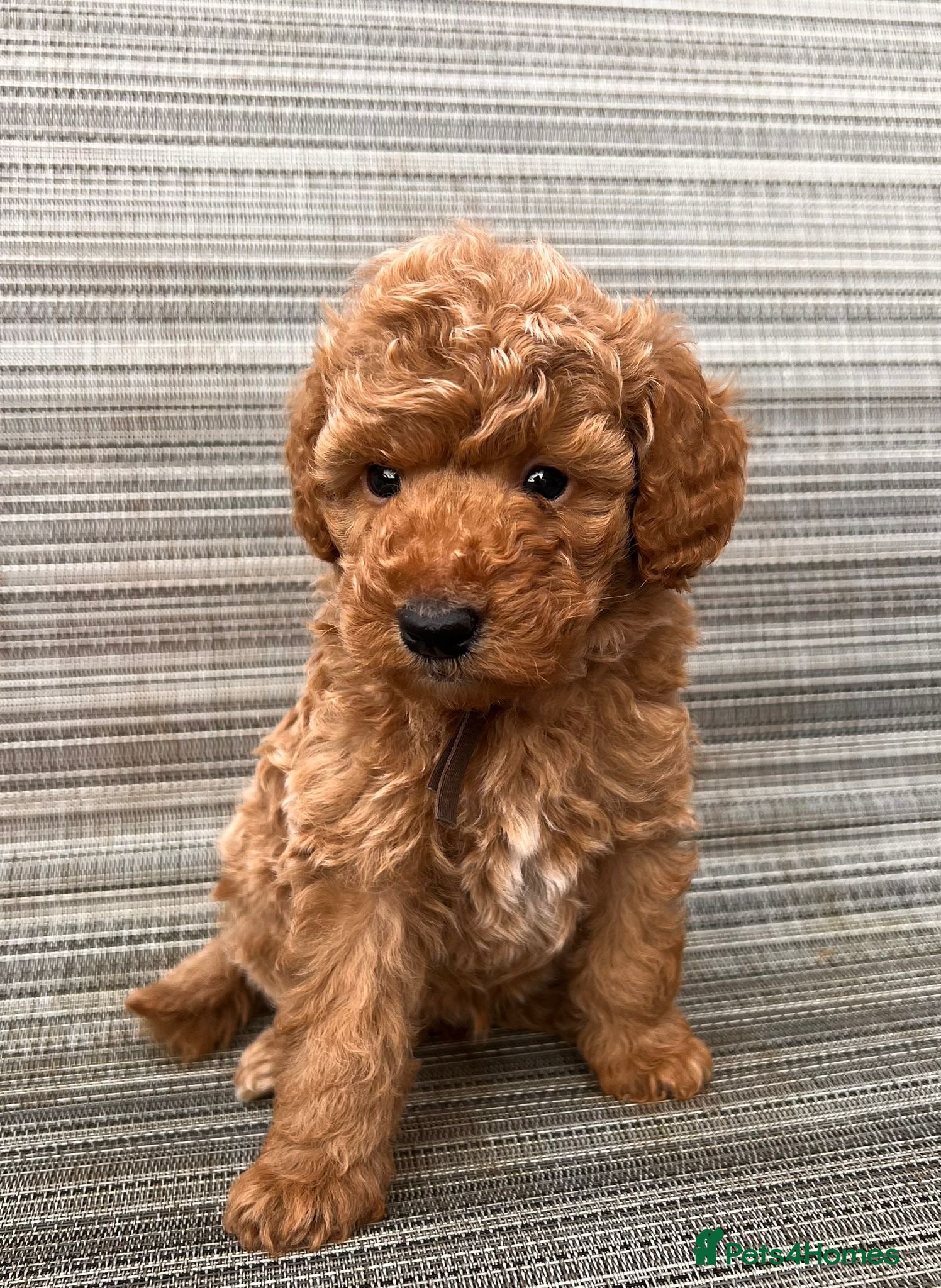 Toy Poodle dogs 🤎🐾 Gorgeous boy puppy available  🤎🐾 - Advert 14