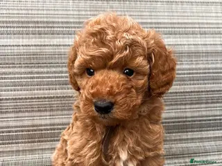Toy Poodle dogs 🤎🐾 Gorgeous boy puppy available 🤎🐾 - Advert 14