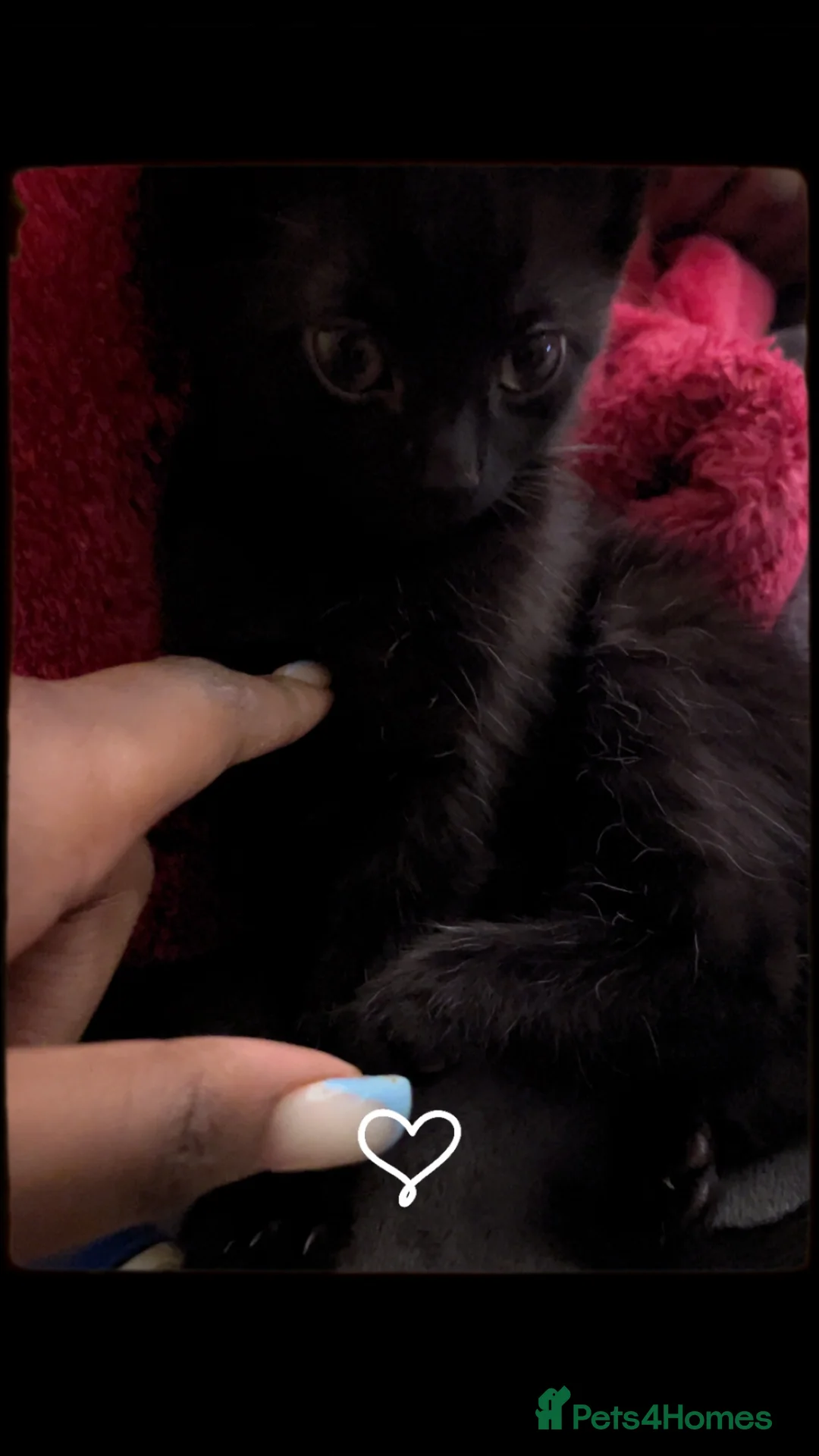 Mixed Breed cats for sale:  kittens so cute so  be ready  - Advert 2