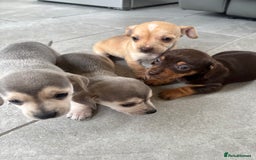 Chiweenie dogs for sale: CHIWEENIE PUPS READY 10TH NOVEMBER  - Image 3