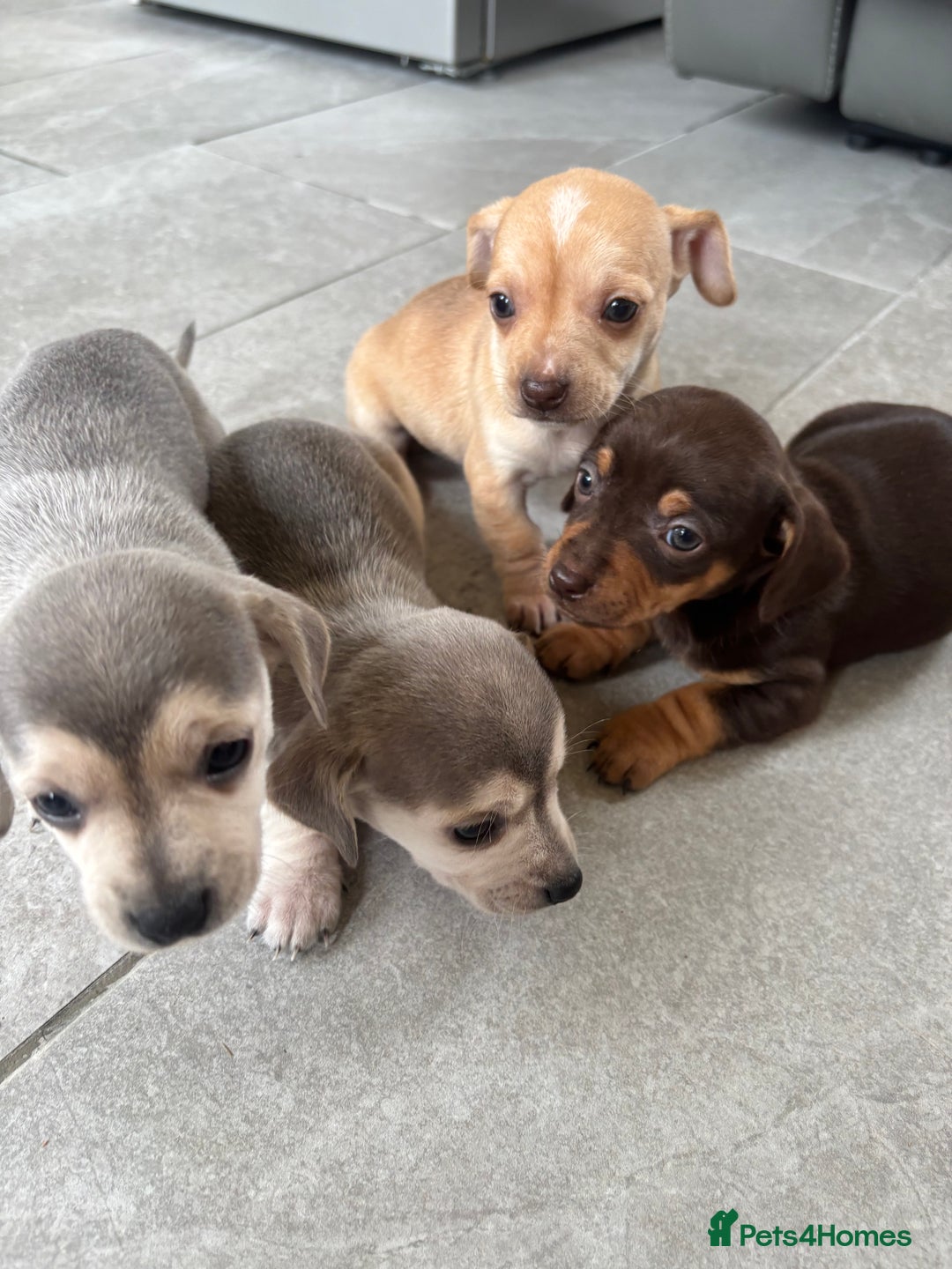 Chiweenie dogs for sale: CHIWEENIE PUPS READY 10TH NOVEMBER  - Image 3