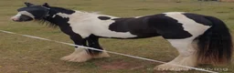 Irish Cob horses for sale: 13.2 piebald cob in Kidderminster - Advert 1
