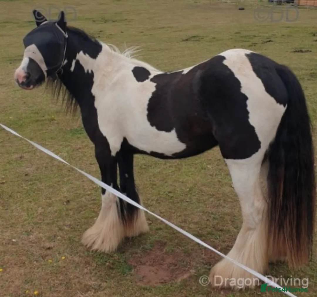 Irish Cob horses for sale: 13.2 piebald cob in Kidderminster - Advert 1