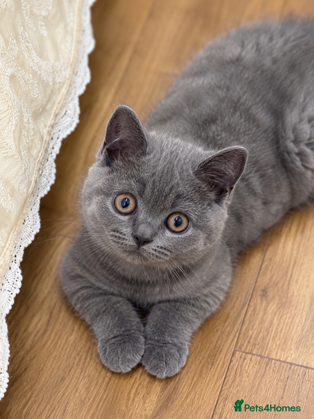 British Shorthair cats  Blue British Shorthair Girl  11 Weeks Old  - Advert 1