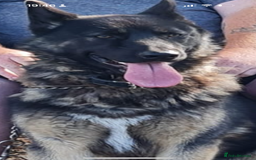 German Shepherd dogs for sale: CUTE 3/4 GERMAN SHEPHERD PUPPIES READY 27th AUGUST - Image 12